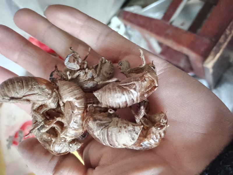 陕西汉中精品知了皮，即将大量上货，货量大，质量好，无杂土