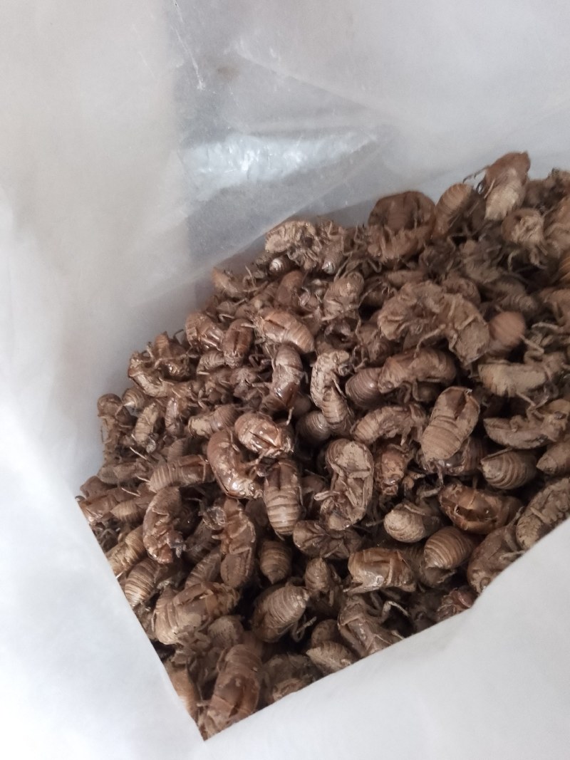 陕西汉中精品知了皮，即将大量上货，货量大，质量好，无杂土