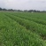 四川小叶韭菜大量有货自家种植价格优惠欢迎电联