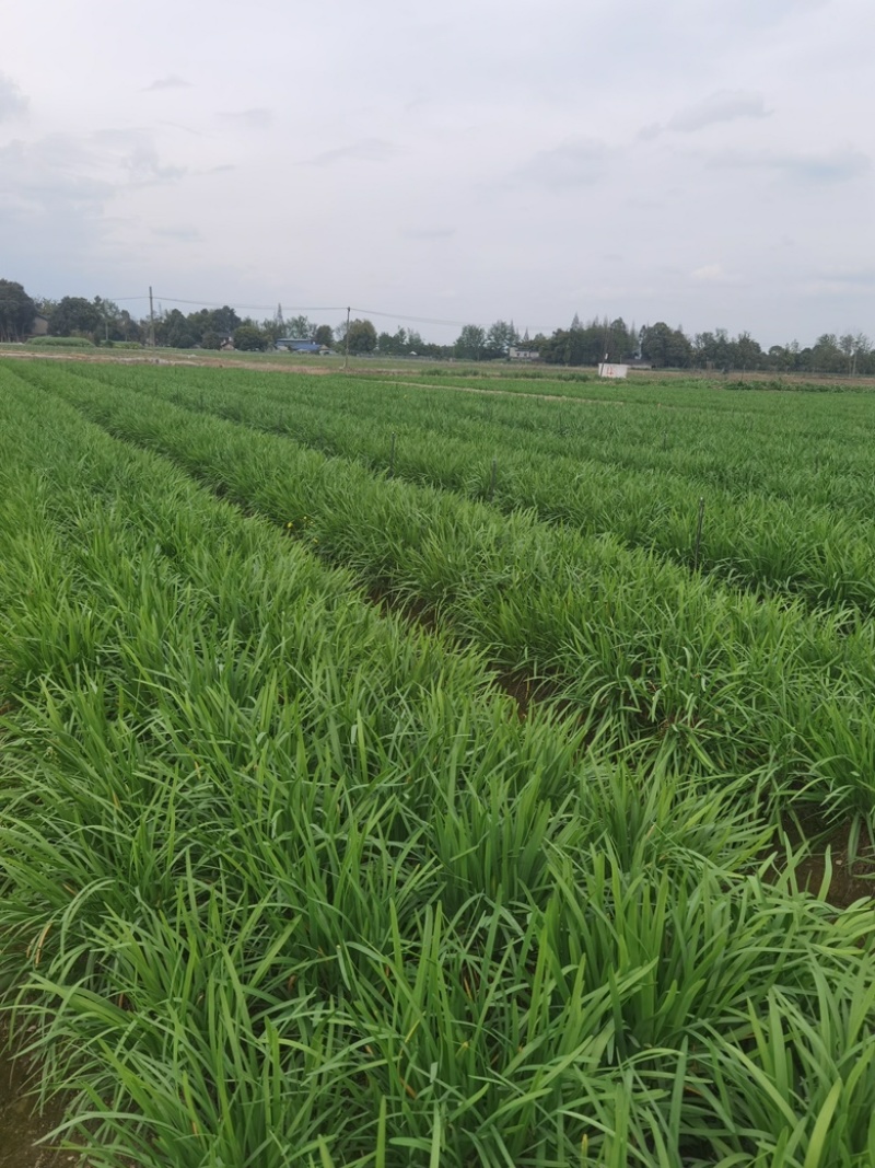 四川小叶韭菜大量有货自家种植价格优惠欢迎电联