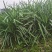 四川小叶韭菜大量有货自家种植价格优惠欢迎电联