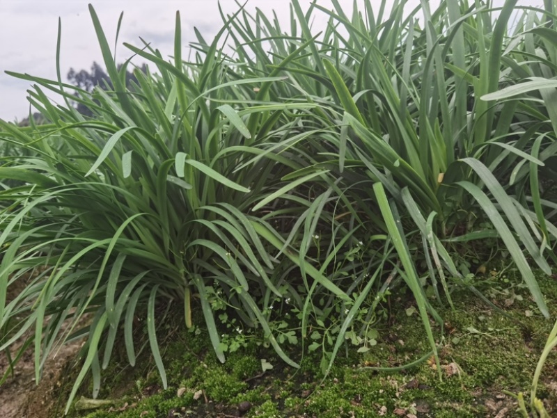 四川小叶韭菜大量有货自家种植价格优惠欢迎电联