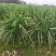 四川小叶韭菜大量有货自家种植价格优惠欢迎电联