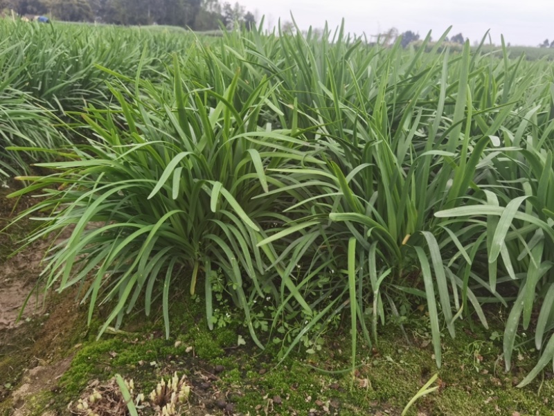 四川小叶韭菜大量有货自家种植价格优惠欢迎电联