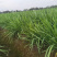 四川小叶韭菜大量有货自家种植价格优惠欢迎电联