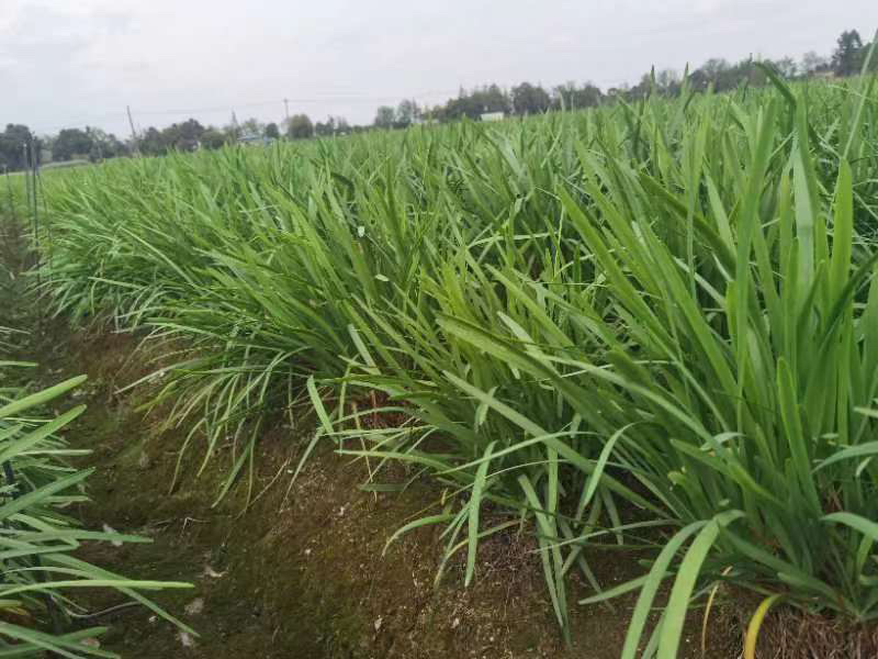 四川小叶韭菜大量有货自家种植价格优惠欢迎电联