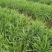 四川小叶韭菜大量有货自家种植价格优惠欢迎电联