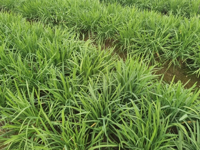 四川小叶韭菜大量有货自家种植价格优惠欢迎电联