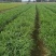 四川小叶韭菜大量有货自家种植价格优惠欢迎电联