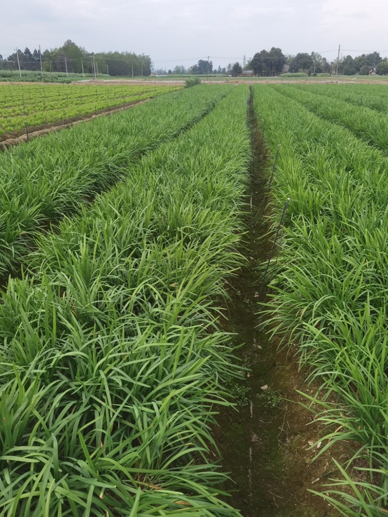 四川小叶韭菜大量有货自家种植价格优惠欢迎电联