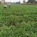 四川小叶韭菜大量有货自家种植价格优惠欢迎电联