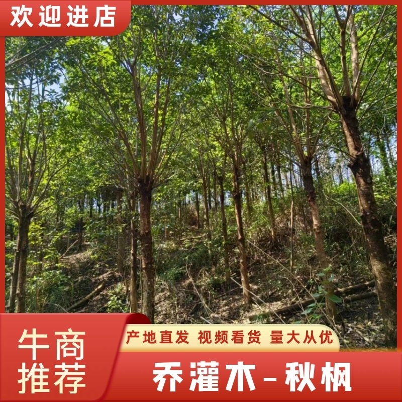 「热卖款」乔灌木—秋枫，基地直发，量大有优惠，全国直销！