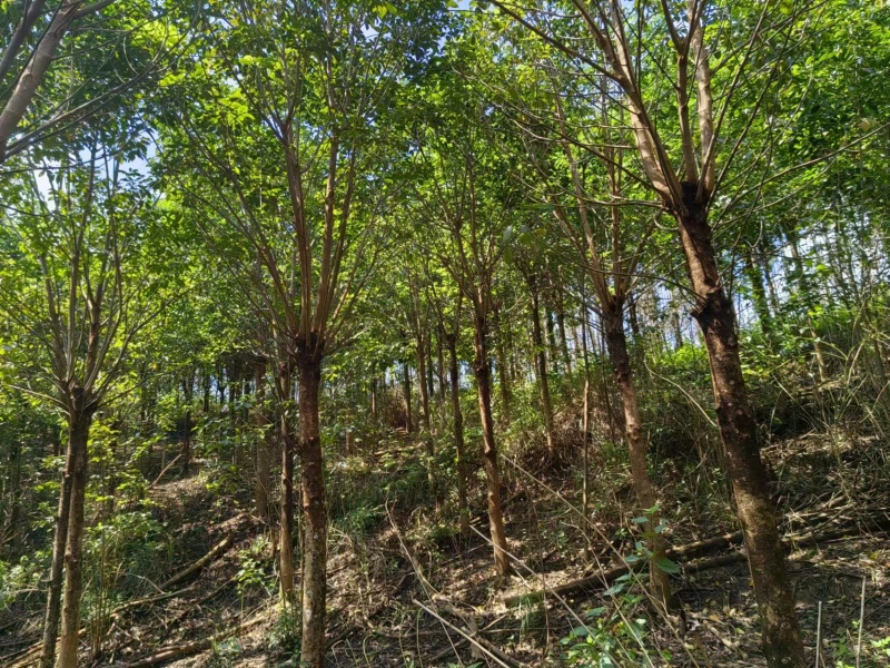 「热卖款」乔灌木—秋枫，基地直发，量大有优惠，全国直销！