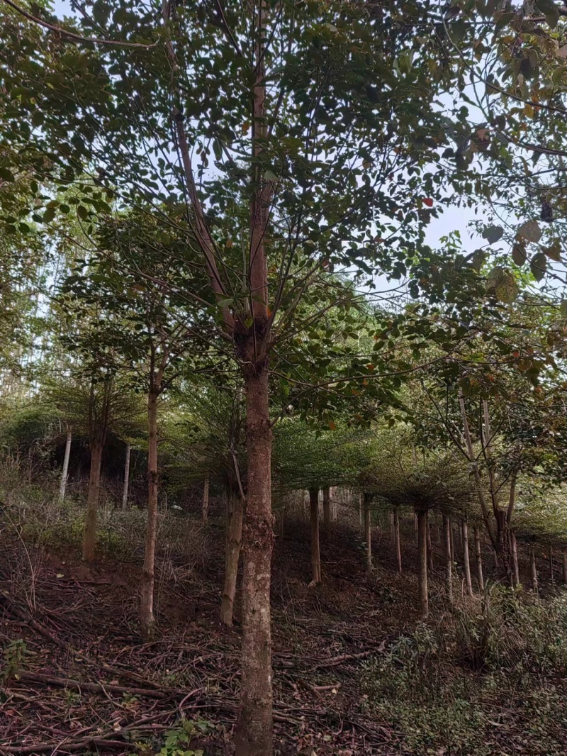 「热卖款」乔灌木—秋枫，基地直发，量大有优惠，全国直销！