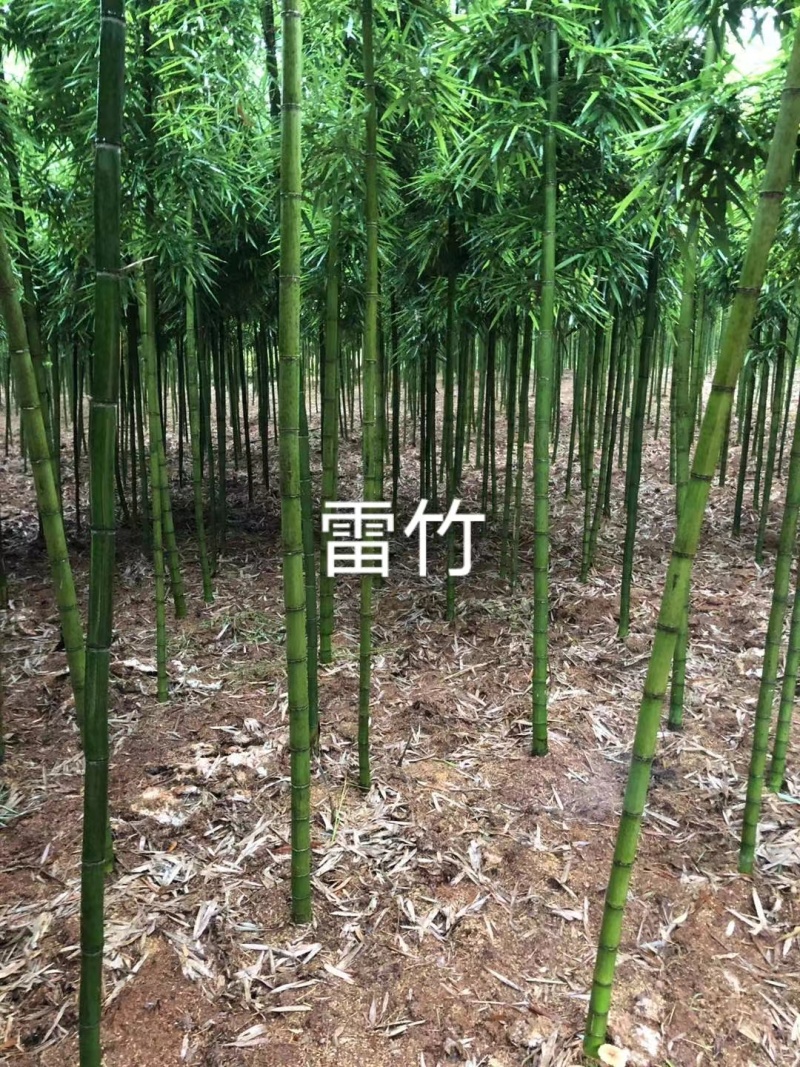 竹苗