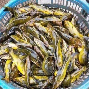 黄骨鱼黄骨鱼苗昂刺鱼苗昂刺鱼技术指导基地直发