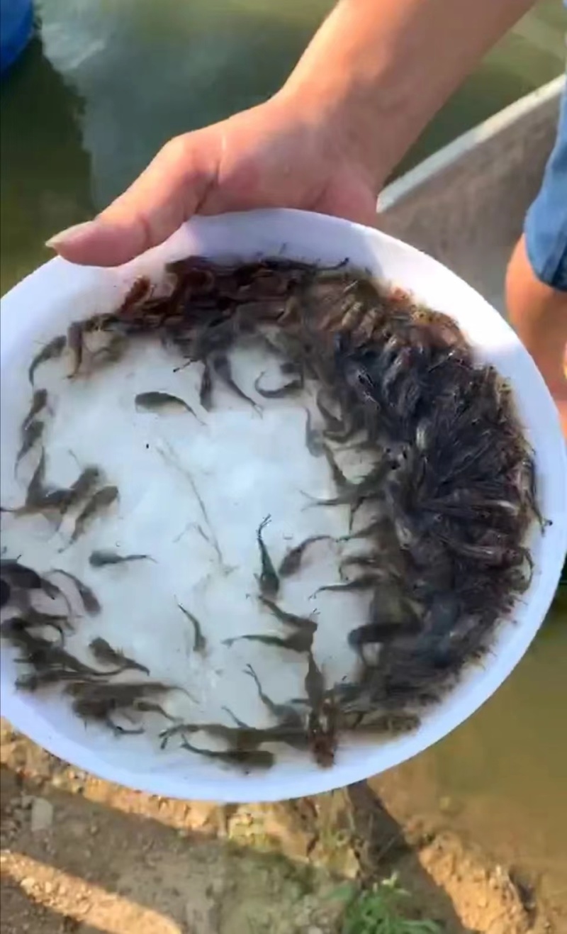 黄骨鱼黄骨鱼苗昂刺鱼苗昂刺鱼技术指导基地直发