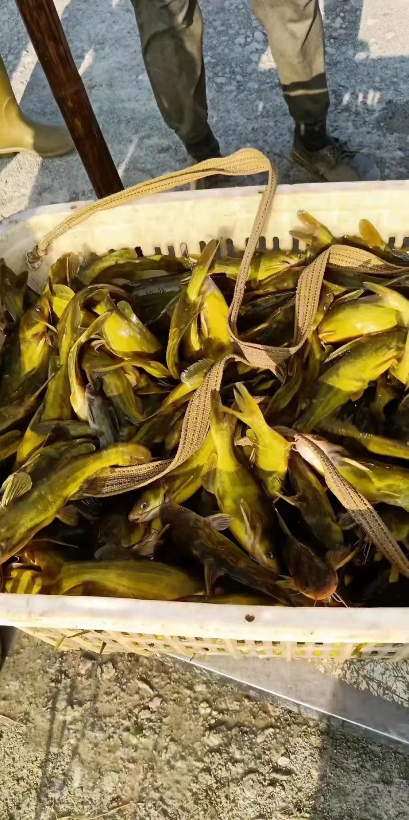 黄骨鱼黄骨鱼苗昂刺鱼苗昂刺鱼技术指导基地直发