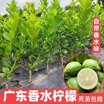 广东香水柠檬苗，台湾香水柠檬，四季无核柠檬