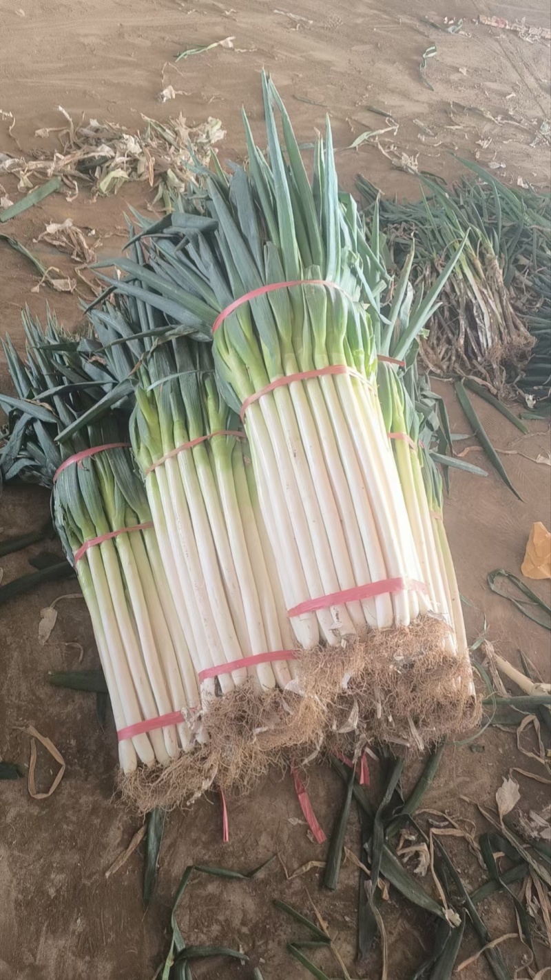 铁杆大葱（刚葱，钢葱，）基地直发，专业代收代发