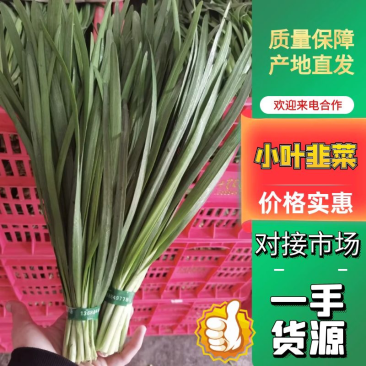 四川小叶韭菜大量有货自家种植价格优惠欢迎电联