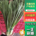 四川小叶韭菜大量有货自家种植价格优惠欢迎电联