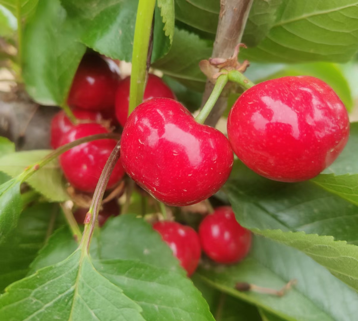 美早樱桃采摘现场