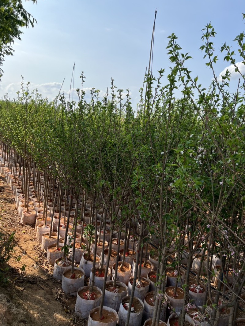 樱花树3-8公分，大量现货供应，有需要的老板来电咨询