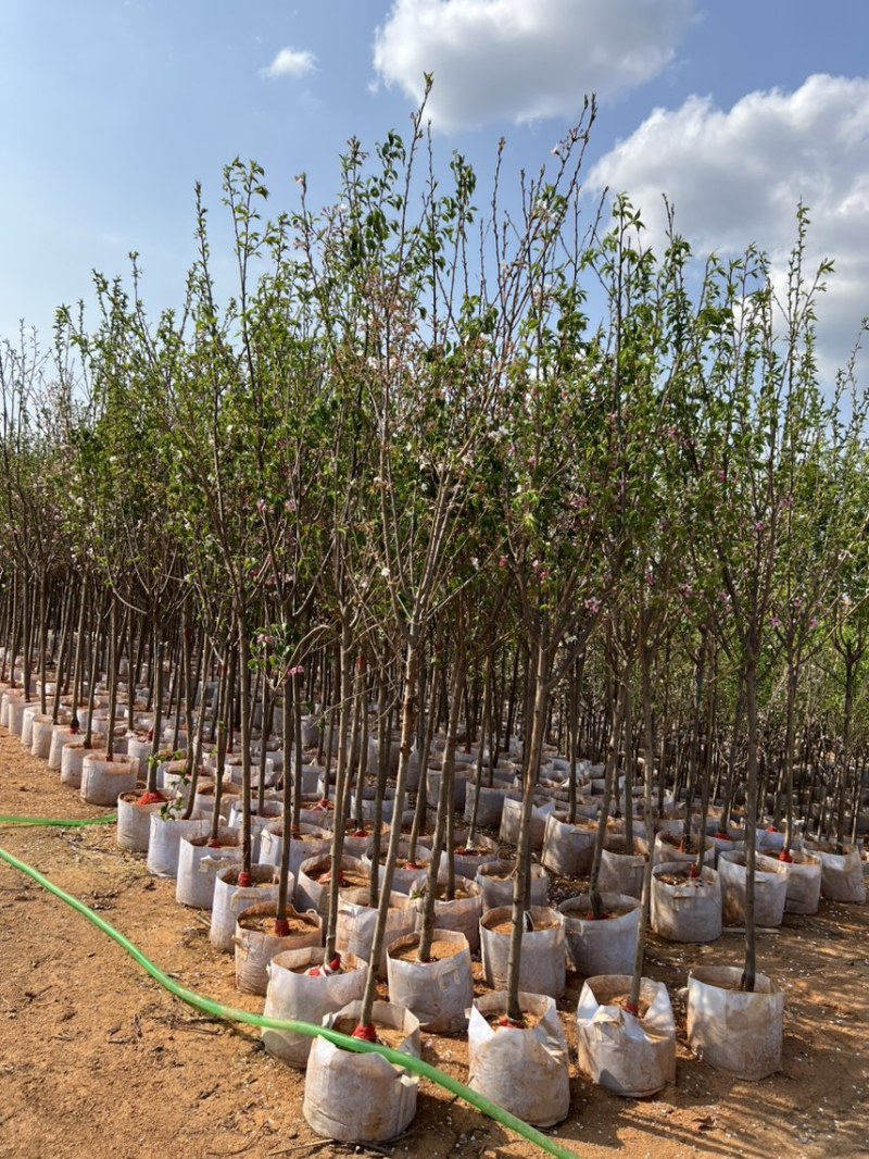 樱花树3-8公分，大量现货供应，有需要的老板来电咨询