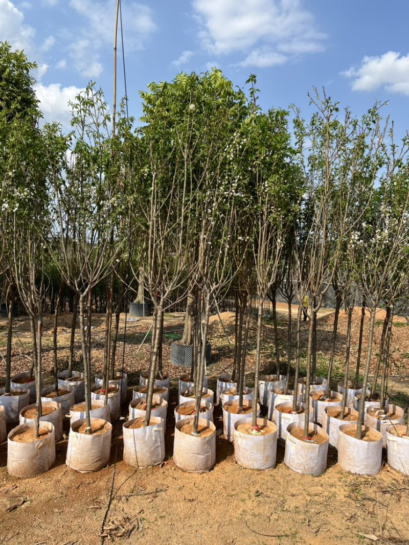 樱花树3-8公分，大量现货供应，有需要的老板来电咨询