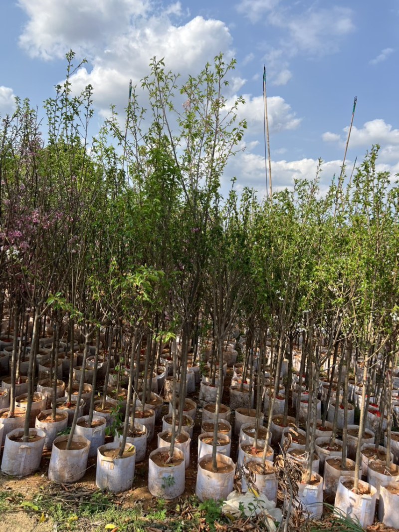樱花树3-8公分，大量现货供应，有需要的老板来电咨询