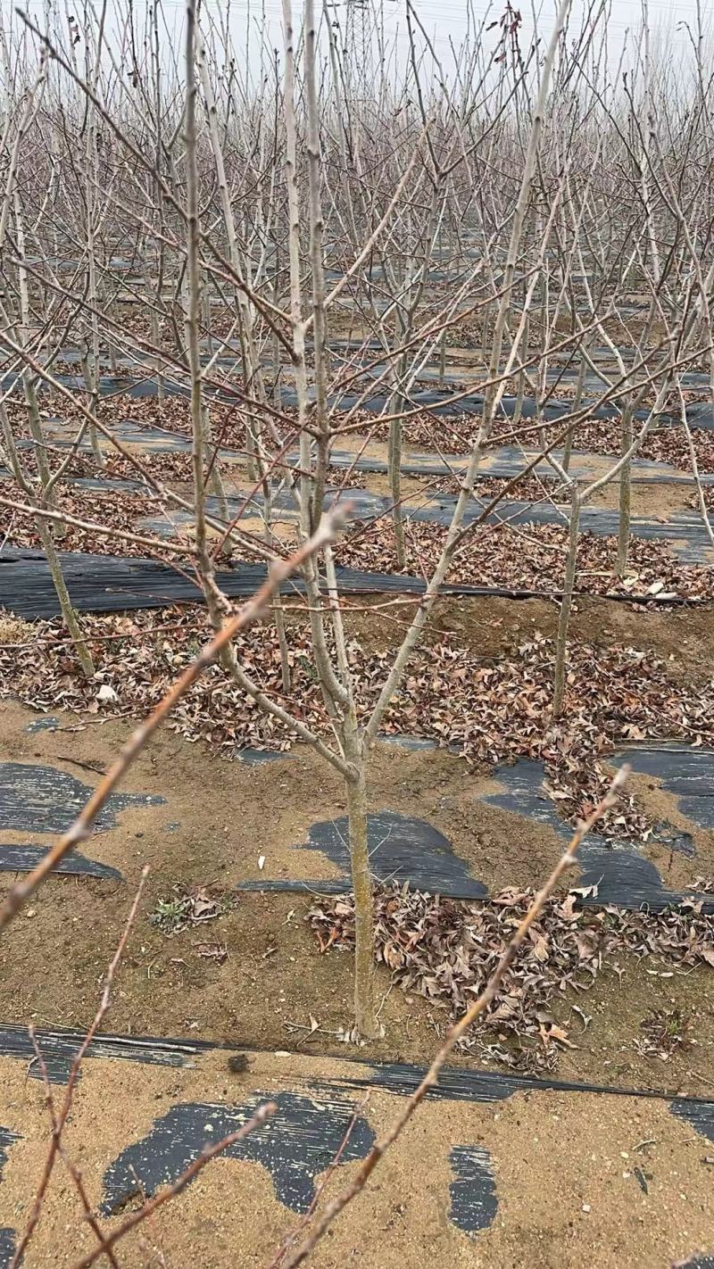 河北苹果树苗红富士树苗包成活现场看货订货各种规格全国接单