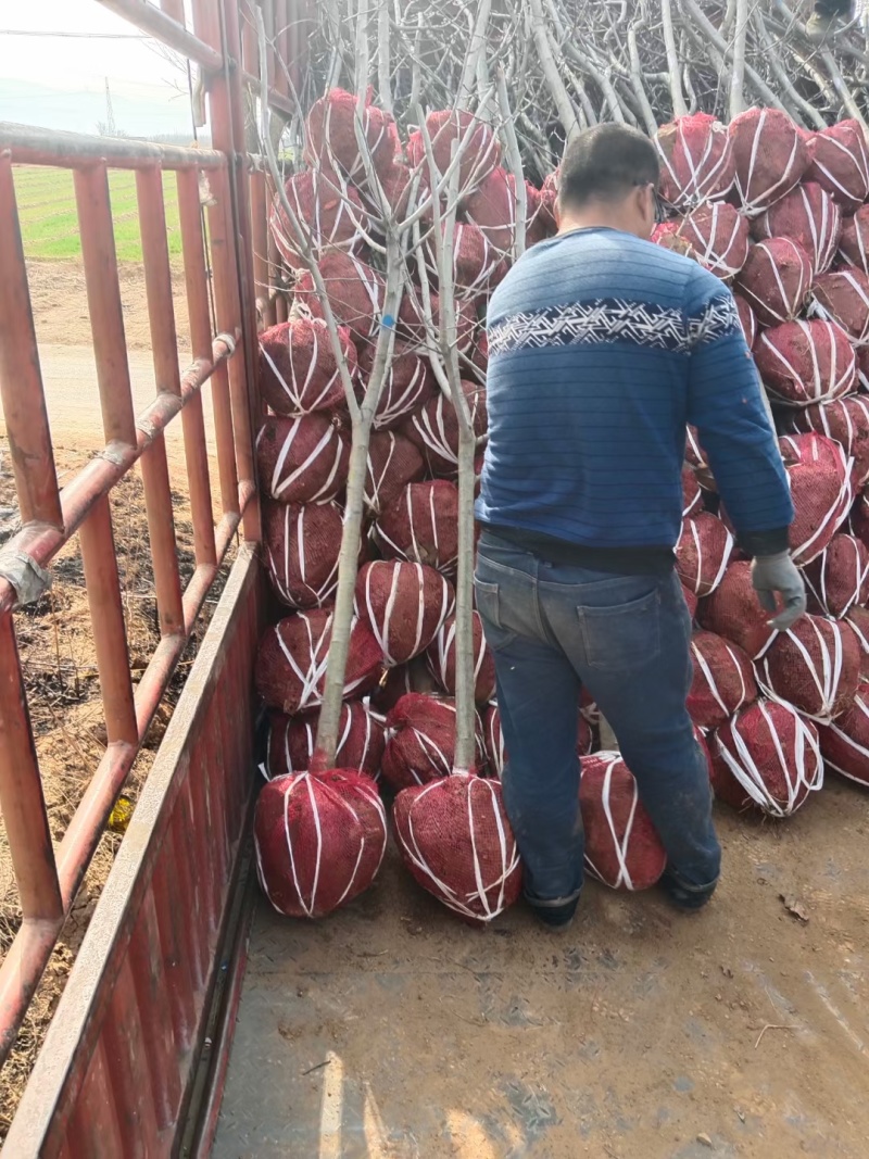 河北苹果树苗红富士树苗包成活现场看货订货各种规格全国接单