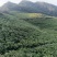 张家界莓茶