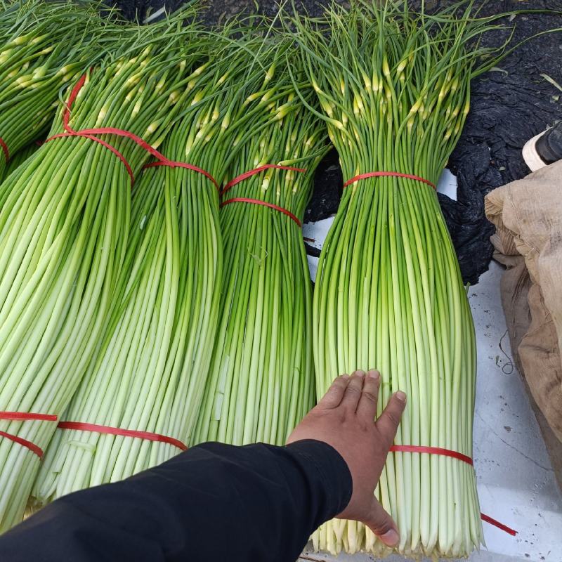 【热卖】亳州谯城区白帽蒜苔支持视频看货