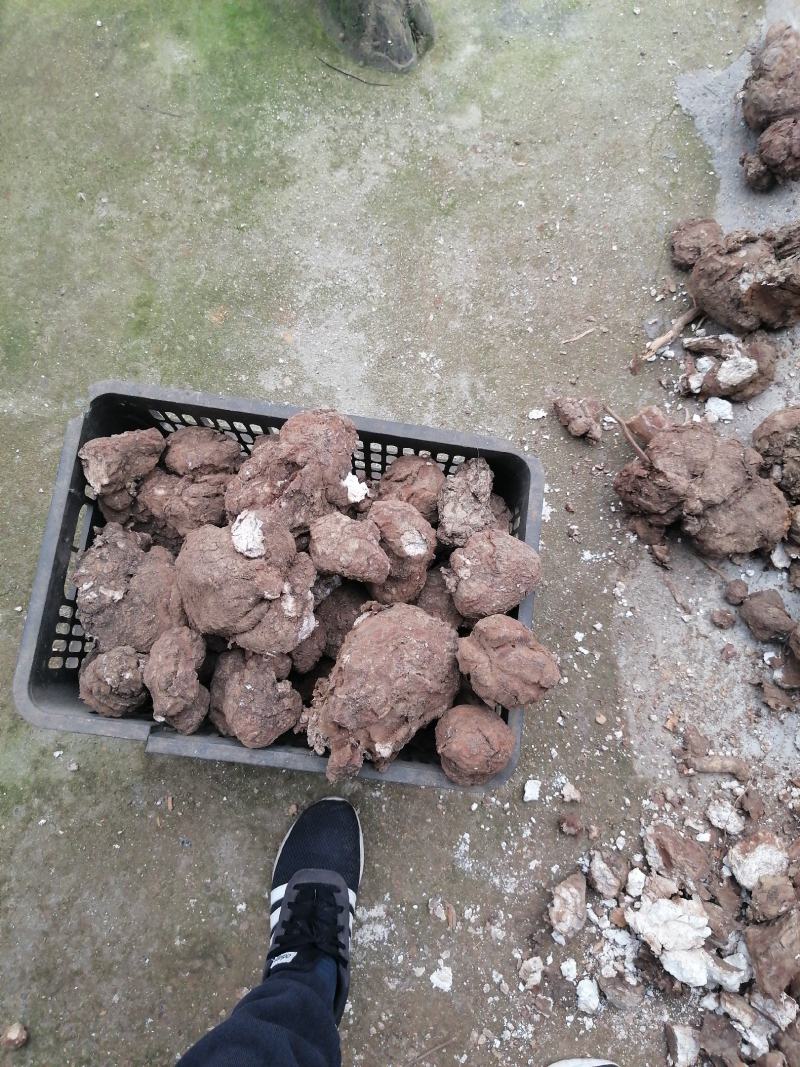 茯苓鲜果，产地直销一手货源