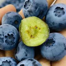 【】蓝莓优瑞卡蓝莓大量供应，新鲜采摘江苏赣榆产地直发