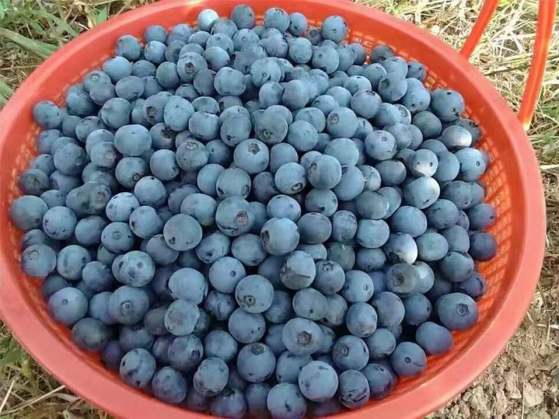 F6一件代发蓝莓优瑞卡大量供应可代打包产地现货