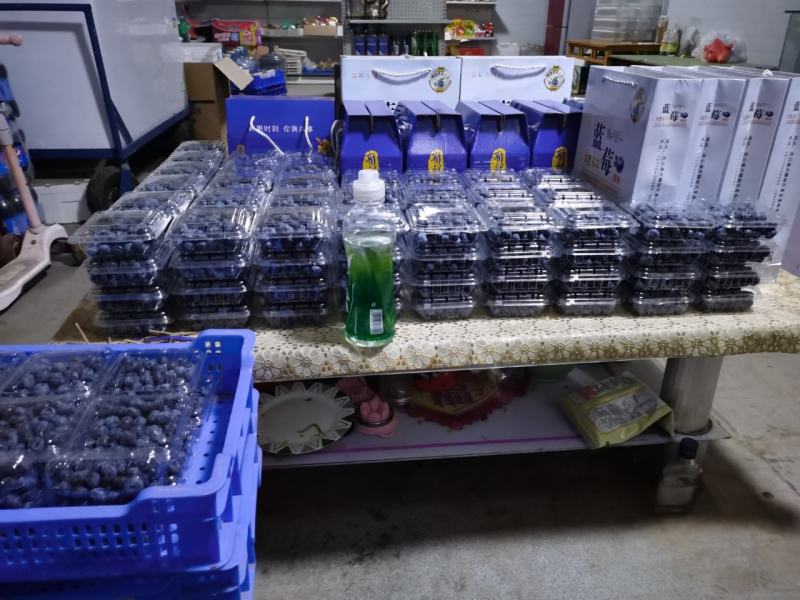 F6一件代发蓝莓优瑞卡大量供应可代打包产地现货