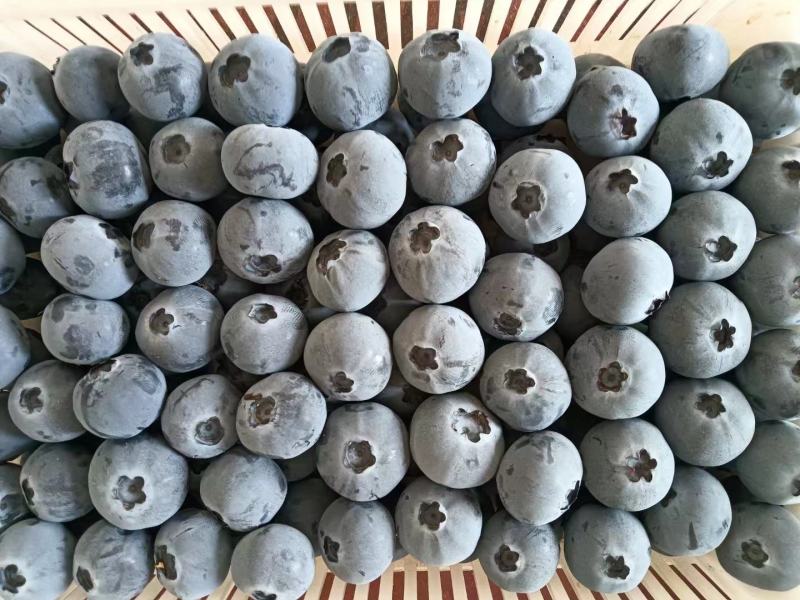 F6一件代发蓝莓优瑞卡大量供应可代打包产地现货