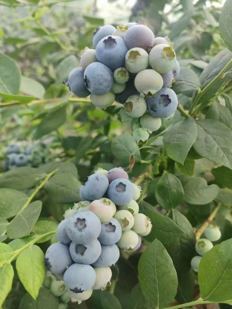 F6一件代发蓝莓优瑞卡大量供应可代打包产地现货