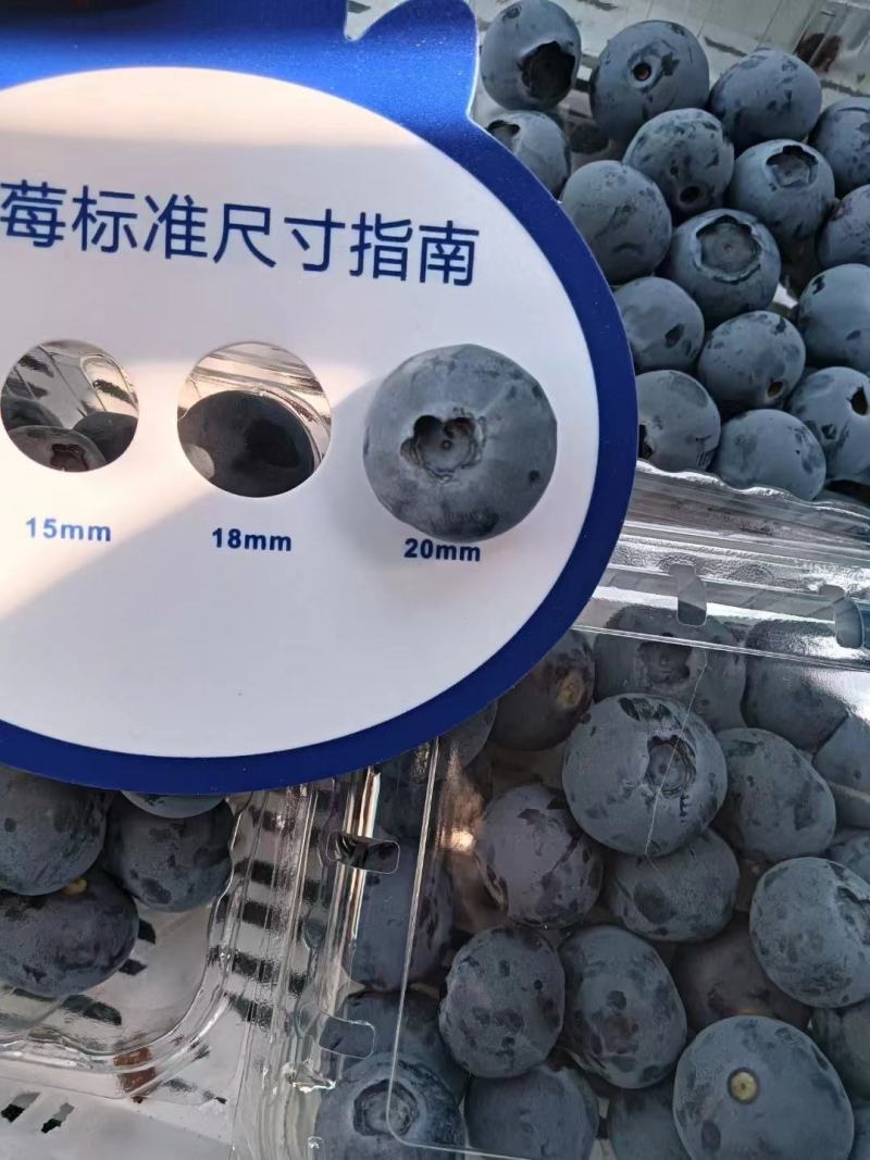 F6一件代发蓝莓优瑞卡大量供应可代打包产地现货