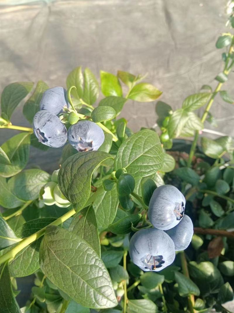 F6一件代发蓝莓优瑞卡大量供应可代打包产地现货