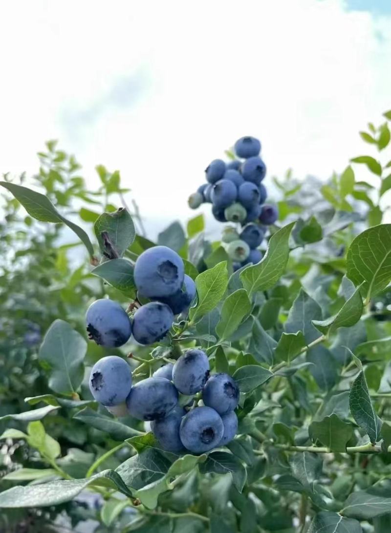 F6一件代发蓝莓优瑞卡大量供应可代打包产地现货