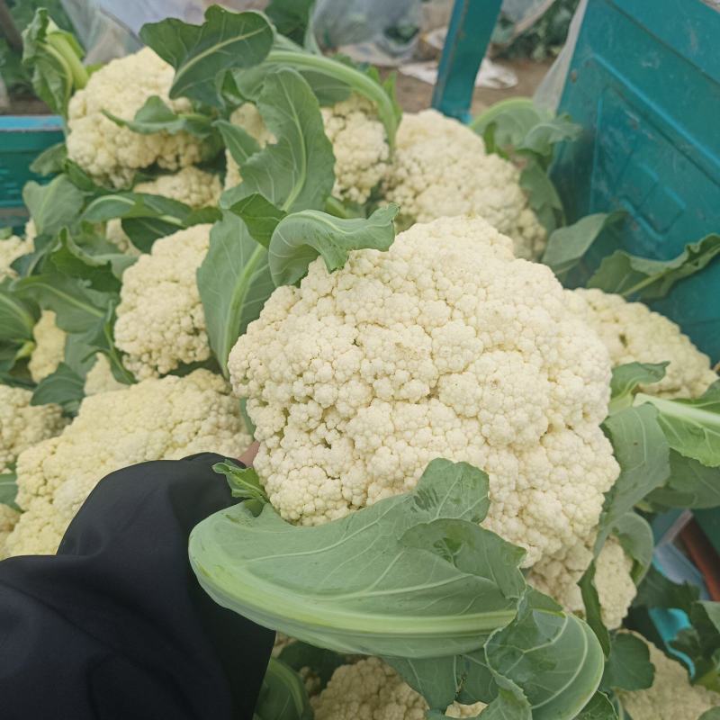 兰州精品花菜大量有货，质量很好，价格不高，欢迎采购