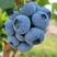 连云港大量蓝莓优瑞卡L25上市，新鲜采摘各种规格品种上市