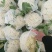 兰州精品花菜大量有货，质量很好，价格不高，欢迎采购