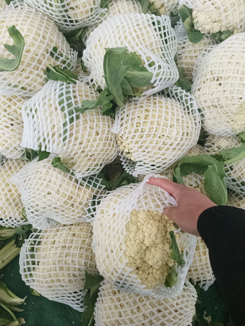 兰州精品花菜大量有货，质量很好，价格不高，欢迎采购