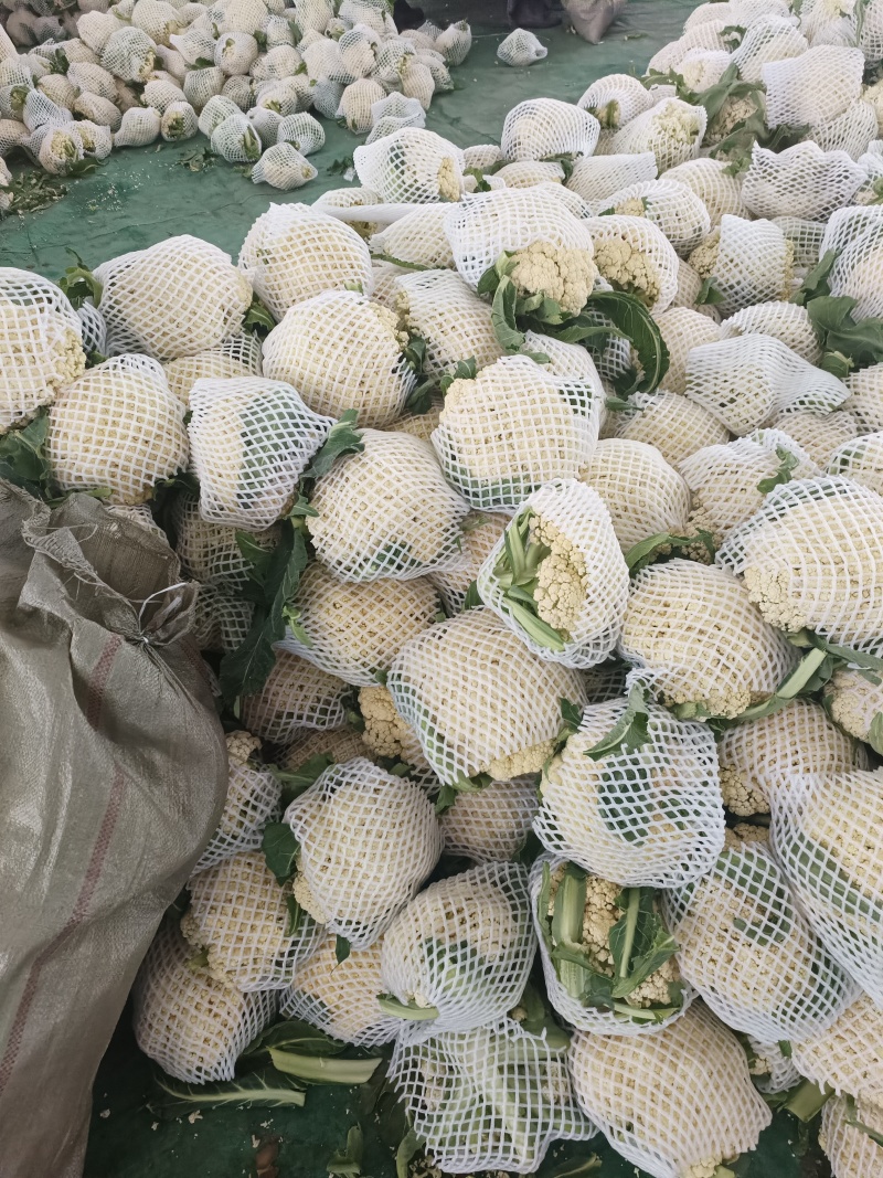 兰州精品花菜大量有货，质量很好，价格不高，欢迎采购