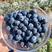 连云港大量蓝莓优瑞卡L25上市，新鲜采摘各种规格品种上市